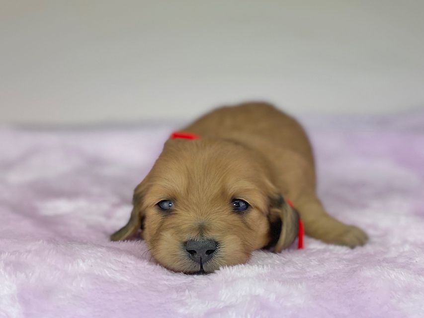 ミニチュアダックスフンド メイプルhp & 竹千代の子犬 イエロー(クリーム) 女の子miniature-dachshund504482 ミニチュアダックスフンド メイプルhp & 竹千代の子犬 イエロー(クリーム) 女の子