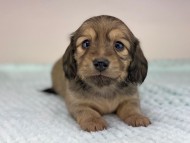 miniature-dachshund506