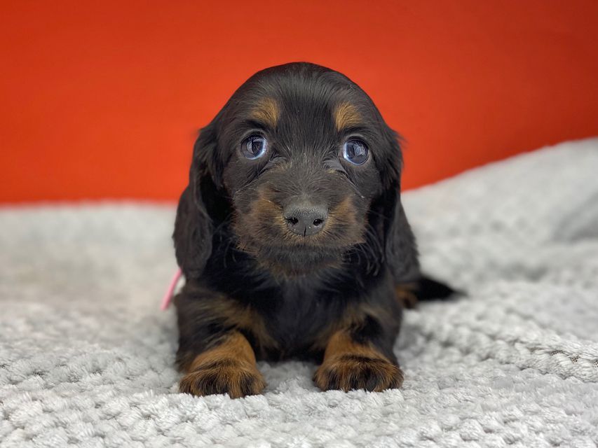 ミニチュアダックスフンド ルチアhp & ブルースの子犬 ブラタン 女の子（2）