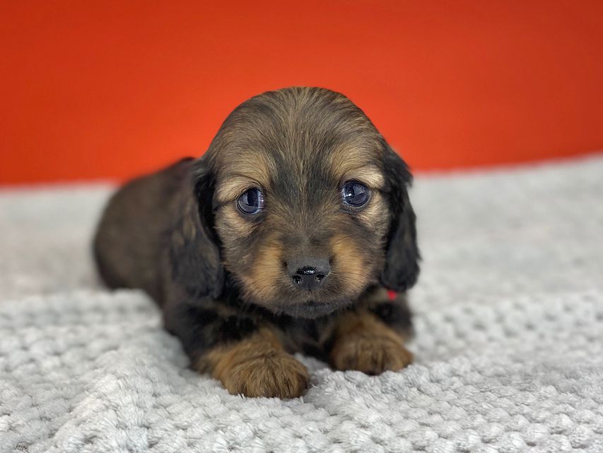 ミニチュアダックスフンド ルチアhp & ブルースの子犬 イエロー(クリーム) 女の子miniature-dachshund6080 ミニチュアダックスフンド ルチアhp & ブルースの子犬 イエロー(クリーム) 女の子