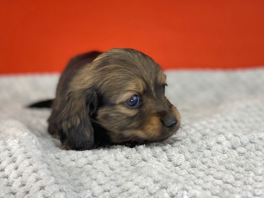 ミニチュアダックスフンド ルチアhp & ブルースの子犬 イエロー(クリーム) 女の子miniature-dachshund6084 ミニチュアダックスフンド ルチアhp & ブルースの子犬 イエロー(クリーム) 女の子