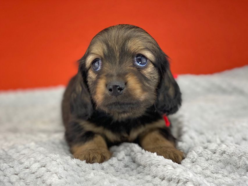 ミニチュアダックスフンド ルチアhp & ブルースの子犬 イエロー(クリーム) 女の子miniature-dachshund6089 ミニチュアダックスフンド ルチアhp & ブルースの子犬 イエロー(クリーム) 女の子