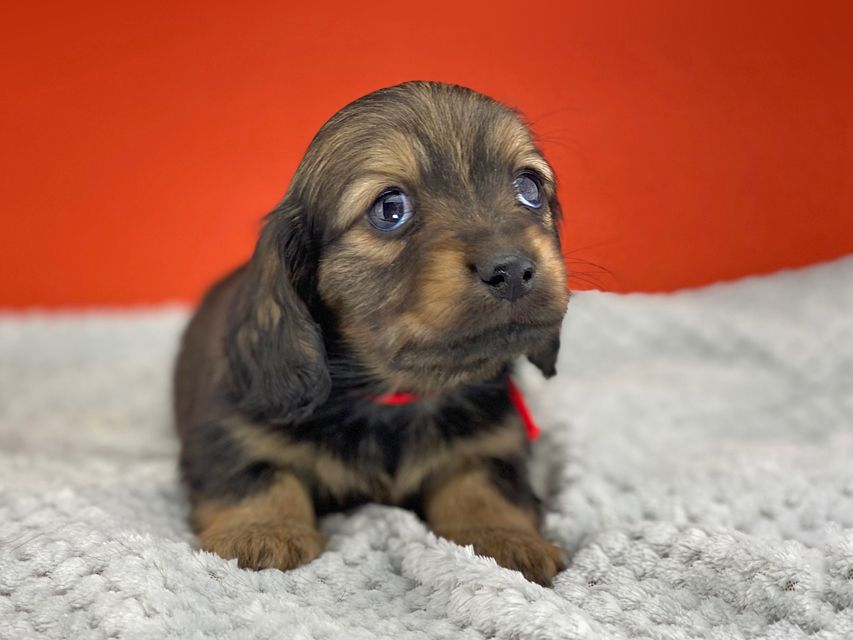 ミニチュアダックスフンド ルチアhp & ブルースの子犬 イエロー(クリーム) 女の子miniature-dachshund6090 ミニチュアダックスフンド ルチアhp & ブルースの子犬 イエロー(クリーム) 女の子