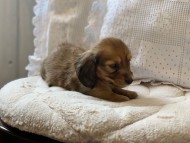 miniature-dachshund88 miniature-dachshund88