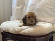 miniature-dachshund92 miniature-dachshund92