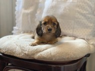miniature-dachshund93