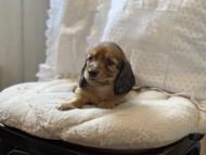 miniature-dachshund97