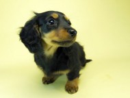 ミニチュアダックス Just Believe