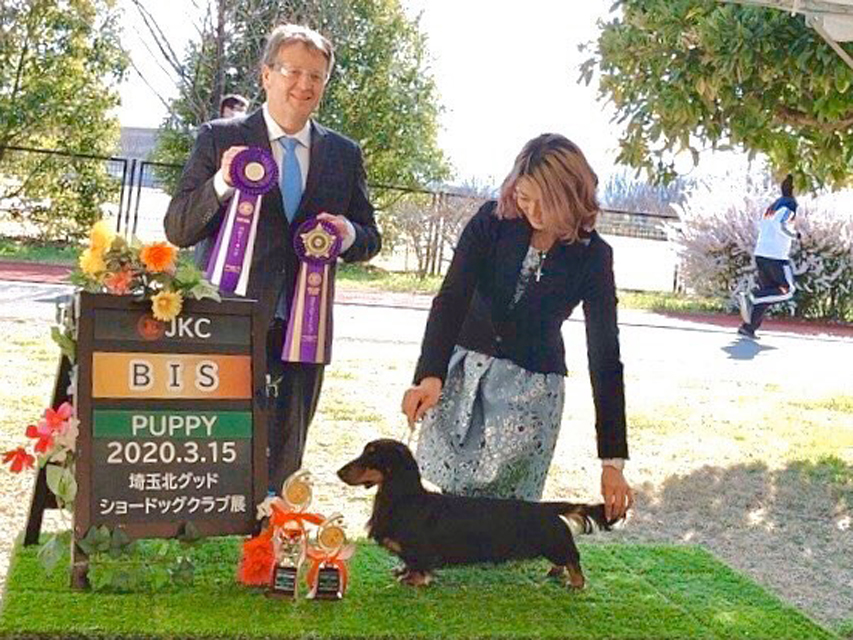 【ドッグショー】ジャスティン君 パピー ベストインショー