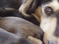 ミニチュアダックス Aut CH GRAEDON EYE ME OFF