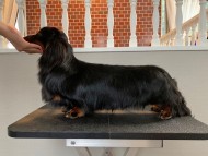 miniaturedachshund3 miniaturedachshund3