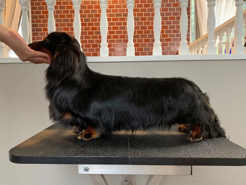 【ドッグショー】ジャスティン君 パピー ベストインショー