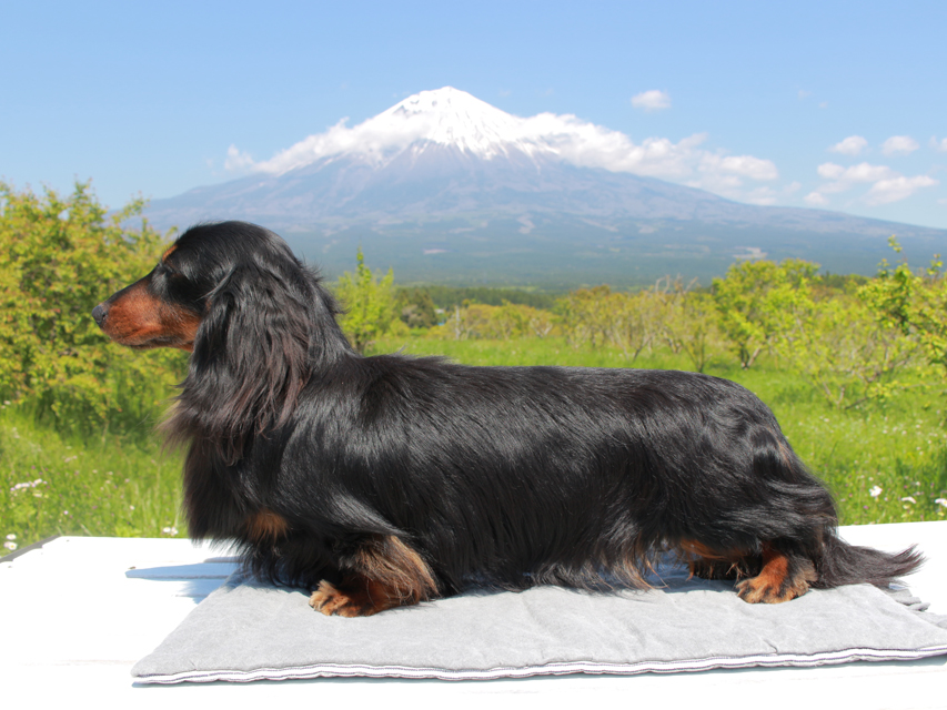 フレディ WESTPRIORS WRAGTIME ミニチュアダックスフンド