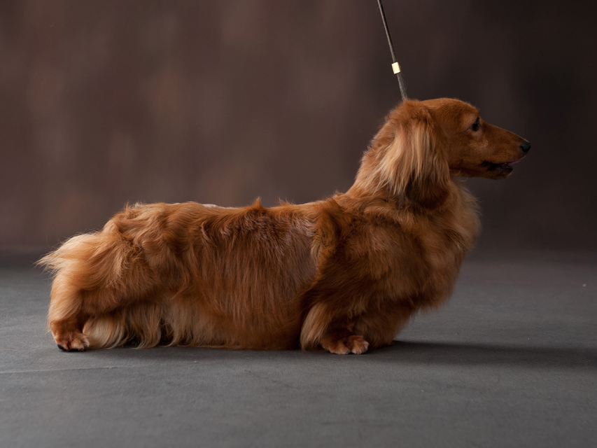 ミニチュアダックス Aut CH GRAEDON EYE ME OFF ミニチュアダックス Aut CH GRAEDON EYE ME OFF