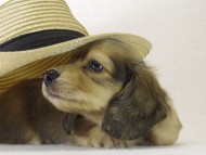 ダックスフンド　子犬　里親募集