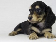 ダックスフンド　子犬　里親募集