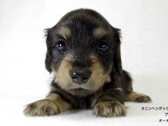 ダックスフンド 子犬 里親募集 ダックスフンド 子犬 里親募集