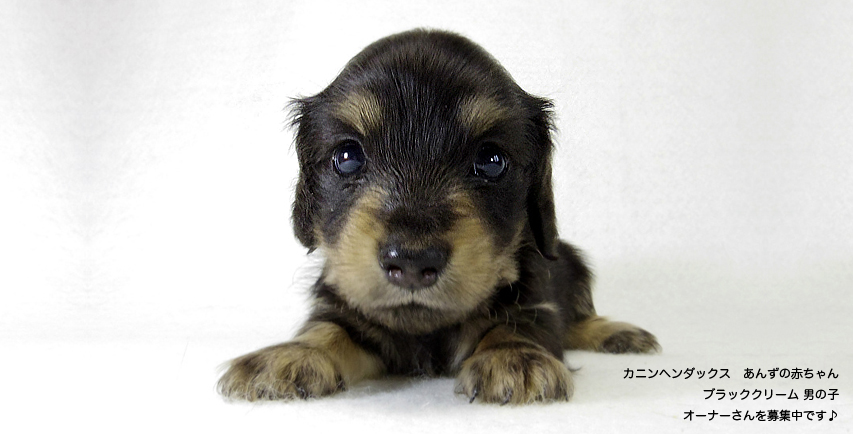 ダックスフンド 子犬 里親募集 ダックスフンド 子犬 里親募集