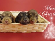 ダックスフンド　子犬　里親募集