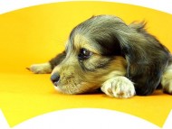 ダックスフンド 子犬 里親募集 ダックスフンド 子犬 里親募集