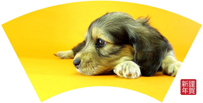 ダックスフンド 子犬 里親募集 ダックスフンド 子犬 里親募集