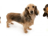 どのダックスフンドが好きですか? 2012 春 どのダックスフンドが好きですか? 2012 春