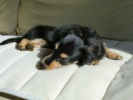 ダックスフンド