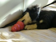 ダックスフンド