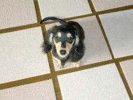 ダックスフンド