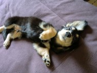 ダックスフンド