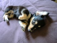 ダックスフンド