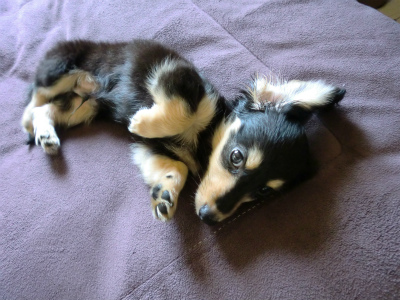 ダックスフンド ダックスフンド