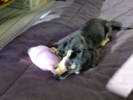 ダックスフンド