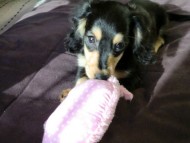 ダックスフンド