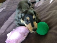 ダックスフンド