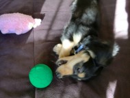 ダックスフンド