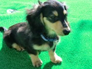 ダックスフンド