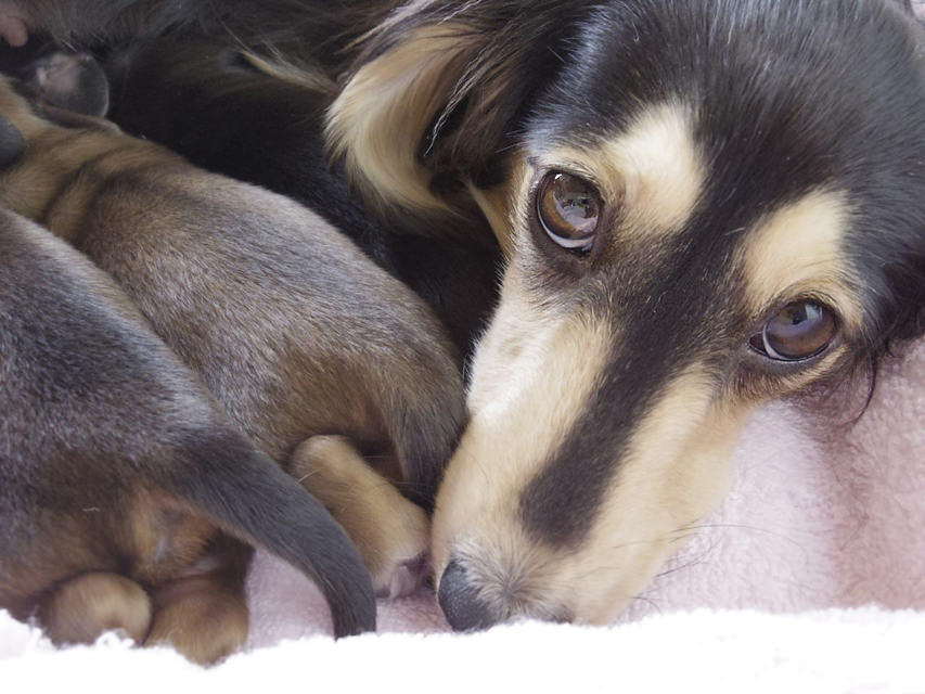 ダックスフンド子犬の出産スケジュール ダックスフンド子犬の出産スケジュール
