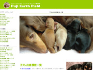 ダックスフンド 子犬の出産報告一覧