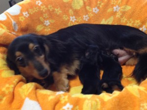 カニンヘンのエルナが6/25出産しました ブラッククリーム男の子1 女の子1 カニンヘンのエルナが6/25出産しました ブラッククリーム男の子1 女の子1