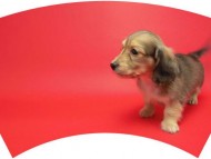 ダックスフンドの販売（ご予約手順・生体販売規程）