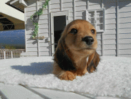 ダックスフンド ダックスフンド