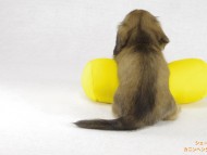 カニンヘンダックス・シェリーの子犬 シェーデットクリーム男の子 ティノ君 神奈川県相模原市緑区・N様 カニンヘンダックス・シェリーの子犬 シェーデットクリーム男の子 ティノ君 神奈川県相模原市緑区・N様