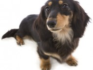 月子 ブラック&タン カニンヘン ダックスフンド 3.0kg 月子 ブラック&タン カニンヘン ダックスフンド 3.0kg