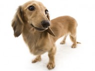 ベルサス カニンヘン ダックスフンド シェーデットクリーム