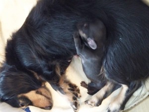 カニンヘン ダックスフンドのワラビが出産しました シェーデットクリーム男の子 カニンヘン ダックスフンドのワラビが出産しました シェーデットクリーム男の子