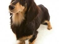 富士(フジ) ブラッククリーム 交配犬 種雄 富士(フジ) ブラッククリーム 交配犬 種雄