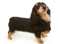 web__MG_1002-Edit カニンヘンダックス ブラック&クリーム 富士