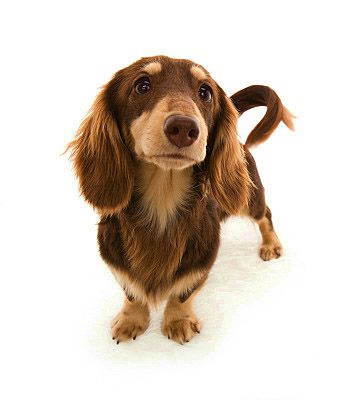 朝日(アサヒ) チョコ&クリーム 交配犬 種雄 朝日(アサヒ) チョコ&クリーム 交配犬 種雄