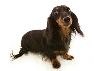 ピリカ シルバーダップル ピリカ シルバーダップル